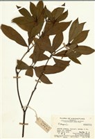 藏品(海桐屬)的圖片